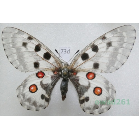 Parnassius nomion aurora Bang-Haas, 1933 Russia73d